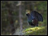 Birds of Sweden; Pheasants and Quail