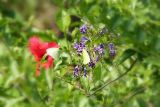 flowers...