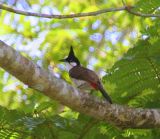 thats the elusive bird
