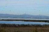 Patos y anades en la laguna de la Albufera - Anecs i nedes a lAlbufera de Valncia - Ducks and Pochards in Albufera Valencia