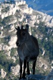 Spanish Ibex - Cabra hispanica o C. pyrenaica  - Cabra Monts - Cabra Salvatge