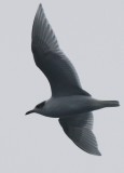 Mediterranean Gull - Larus melanocephalus - Gaviota cabecinegra - Gavina capnegra