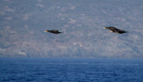 Great Cormorant - Phalacrocorax Carbo - Corb Marí Gros - Cormoran Grande