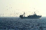 Fishing Boat - Barca de Pesca