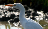 Cattle Egret - Bubulcus ibis - Garcilla bueyera - Esplagubous