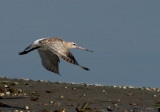 Bar-tailed Godwit - Limosa lapponica - Aguja Colipinta - Tetol cuabarrat