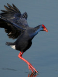 Purple Gallinule or Purple Swamp Hen - Porphyrio porphyrio - Calamón - Polla Blava - Gall Marí