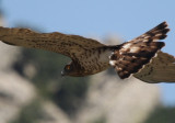 Birdwatching in Tarifa and Gibraltar - The best raptor migration in Western Europe