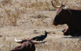 Bald Ibis - Geronthicus eremita - Ibis calvo - Ibis eremita