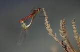 Red-veined Darters - Sympetrum fonscolumbeii - Libellula de venes vermelles - Libelula de venas rojas