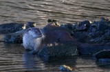 Otter - Lutra lutra - Nutria - Llúdriga