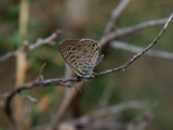 Papallona