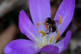 Flor i abella