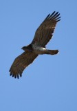 Short-toed Eagle - Circaetus gallicus - guila culebrera - guila Marcenca