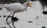 Cattle Egret - Bubulcus ibis - Garcilla bueyera - Esplagubous