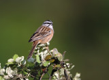 Rock Bunting - Emberiza cia - Escribano montesino - Sit Negre - Bruant fou