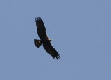 Adult Spanish Imperial Eagle - Aquila adalberti - Aguila Imperial Ibrica - guila Imperial Ibrica - Aigle Imperial  ibrique