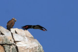 Black Stork - Ciconia nigra - Cigea negra - Cigonya negra - Cigogne noire