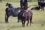 Cows and Bulls from the dehesa - Toros - Braus - Bous