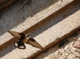 Crag martin - Ptyonoprogne rupestris - Avin roquero - Roquerol - Hirondelle de rochers