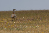 Great Bustard - Otis tarda - Avutarda - Pioc Salvatge