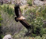 Griffon Vulture - Gyps fulvus - Buitre leonado - Voltor comú - Vautour fauve