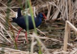 Pourple Swamp-hen - Porphyrio porphyrio - Calamón - Polla Blava