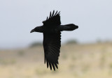 Raven - Corvus corax - Cuervo - Corb