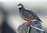 Red-legged Patridge - Alectoris rufa - Perdiz común - Perdiu roja