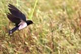 Barn Swallow hunting spiders from the webs - Hirundo rustica - Golondrina - Orenete