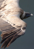 Griffon Vulture - Gyps fulvus - Buitre leonado - Voltor comú - Vautour fauve