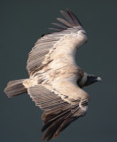 Griffon Vulture - Gyps fulvus - Buitre leonado - Voltor comú - Vautour fauve