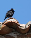 Spotless Starling - Sturnus unicolor - Estornino negro - Estornell negre