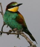 Bee-eater - Merops apiaster - Abejaruco - Abellarol