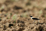 Black eared Weatear