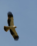 Booted Eagle - Hieraaetus pennatus - Aguililla calzada - guila calada