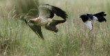 Booted Eagle - Hieraaetus pennatus - Aguililla calzada - Àguila calçada