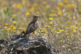 Calandra Lark - Melanocorypha calandra - Calandria comn - Calndria