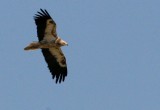 Egyptian Vulture - Neophron percnopterus - Alimoche - Aufrany