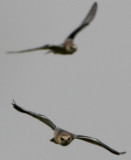 Black-winged Kite - Elanus caeruleus - Elanio azul - Esparver d'Espatlles negres