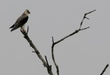 Young Black-shouldered kite - Elanus caeruleus - Elanio azul - Esparver dEspatlles negres