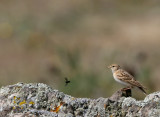 Greater Short-toed Lark - Calandrella brachydactyla - Terrera común - Terrerola vulgar