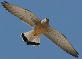 Lesser kestrel - Falco naumani - Cernicalo primilla - Xoriguer petit