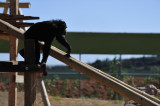 Chimpanzee