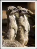 Meercats scouting!