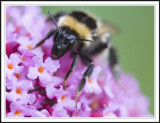 Bee mouth parts of Bombus terrestris