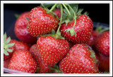 Strawberry picking!