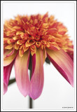 Dahlia 2