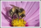 Bombus lucorum (M)