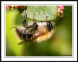 Bee on Honeysuckle!